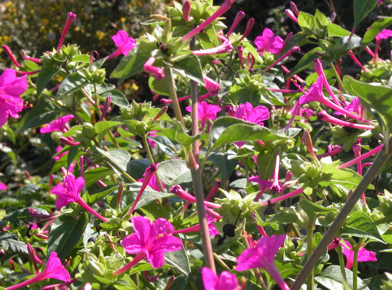 Mirabilis jalapa / Bella di notte